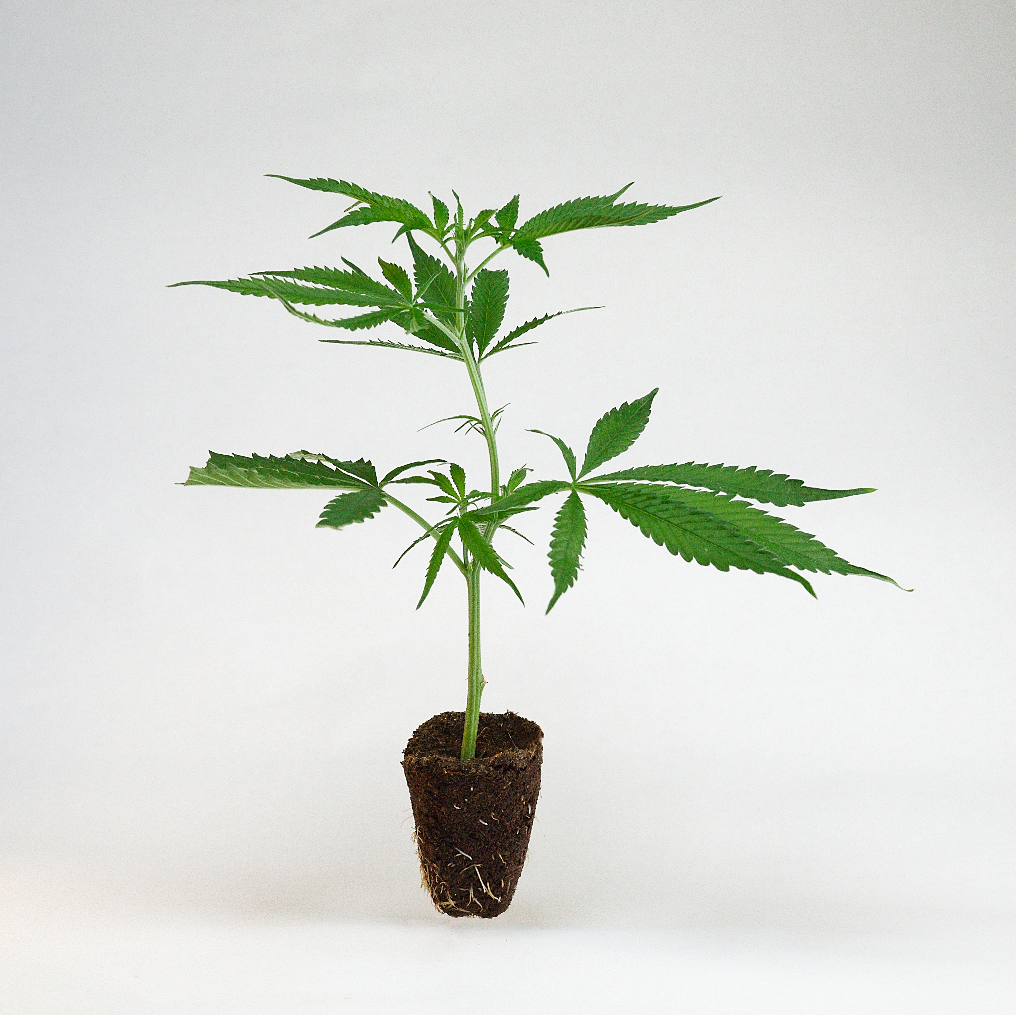 Jack Herer Cannabis Stecklinge
