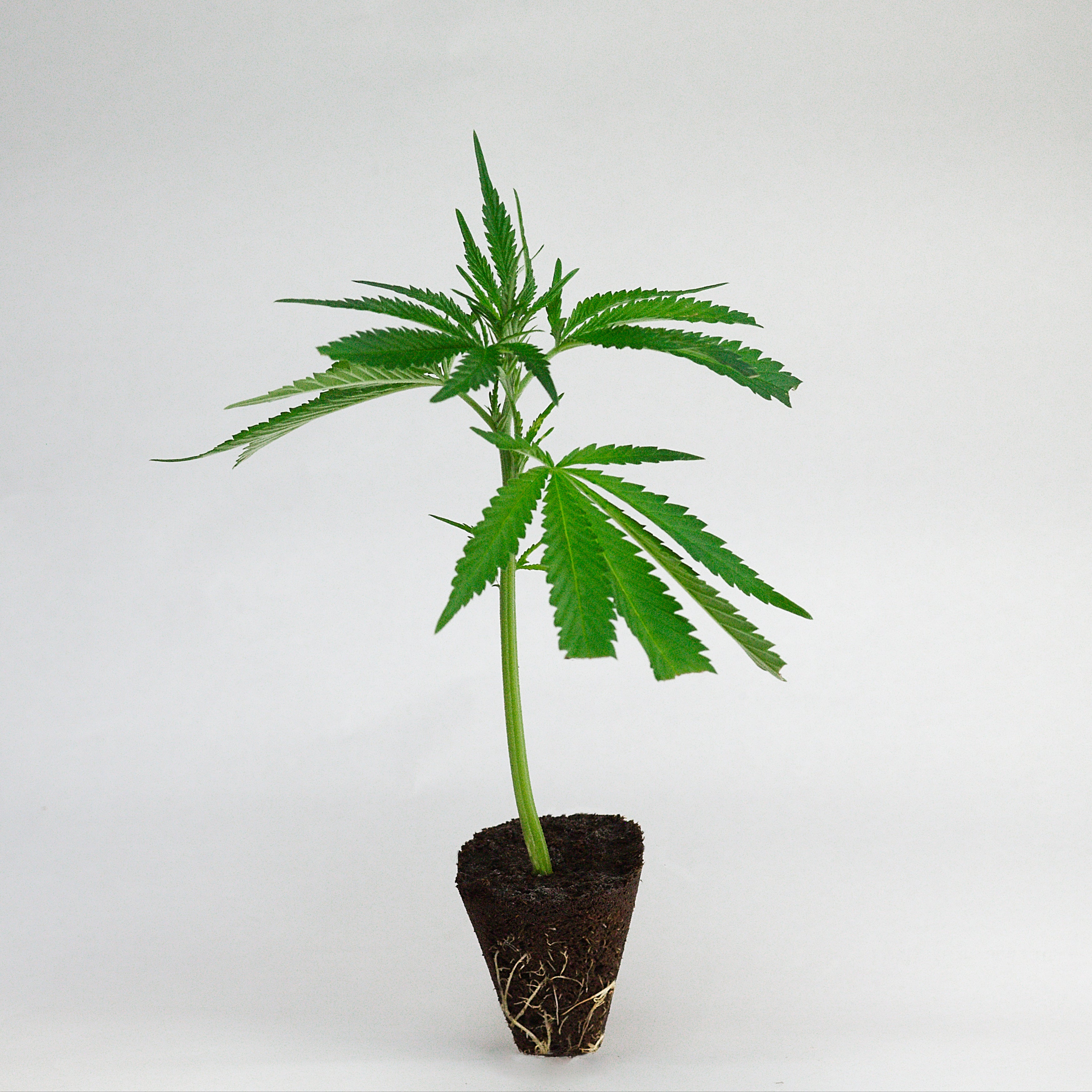 Lost Coast OG Cannabis Stecklinge