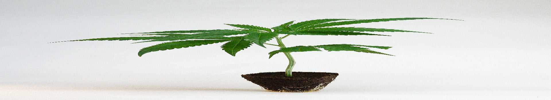 Gorilla Glue Cannabis Stecklinge