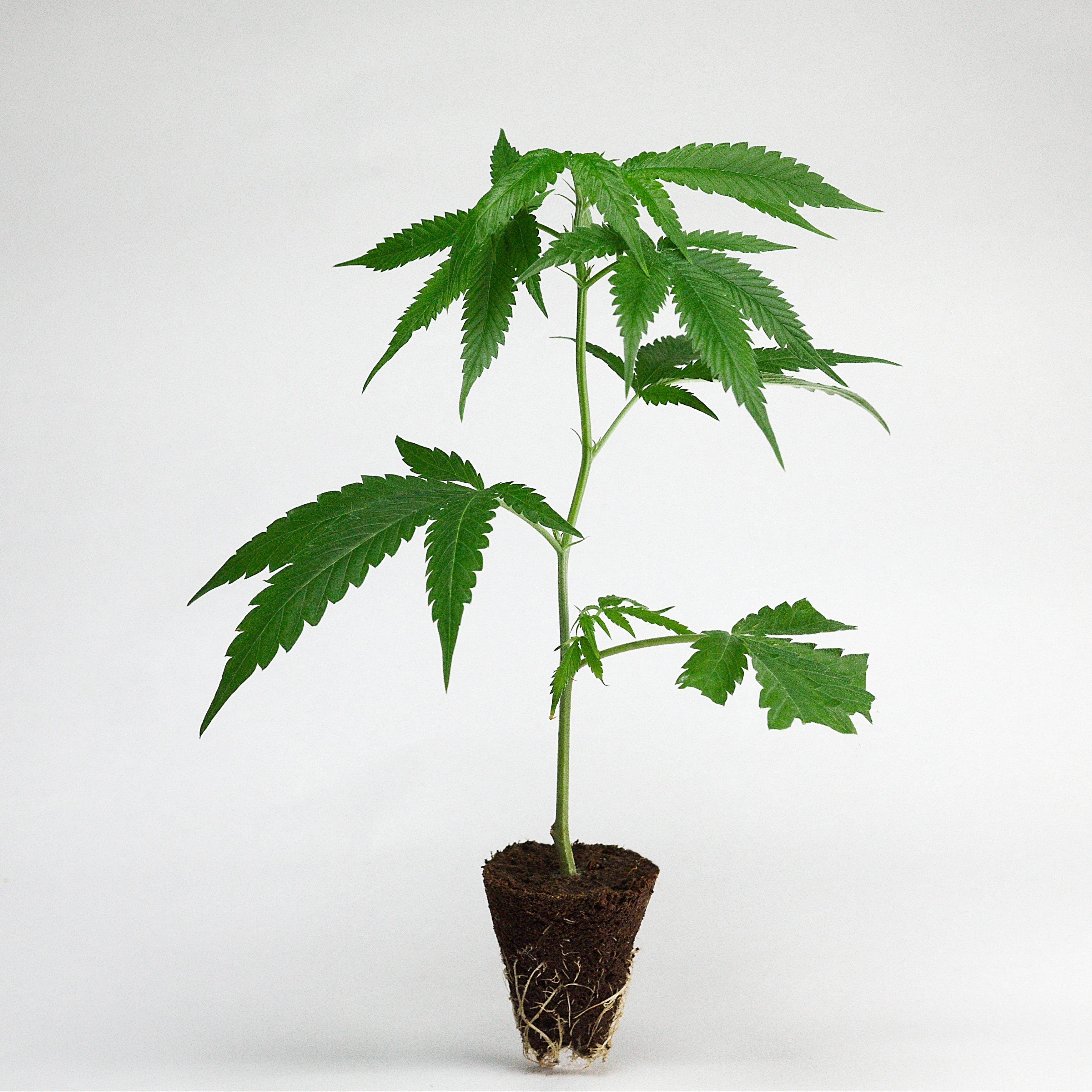 Blue Zushi Cannabis Stecklinge