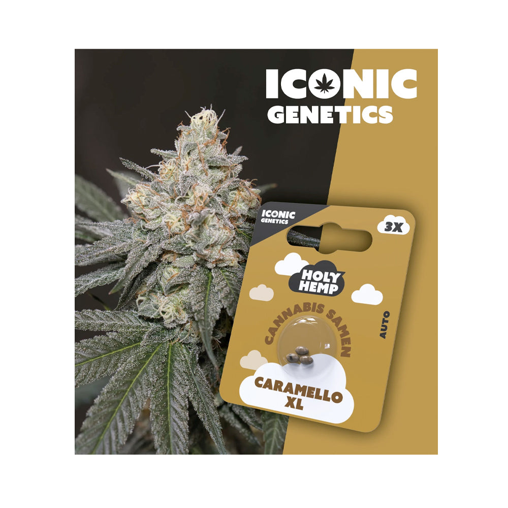 Caramello XL feminisierte Cannabissamen - Auto-Flowering