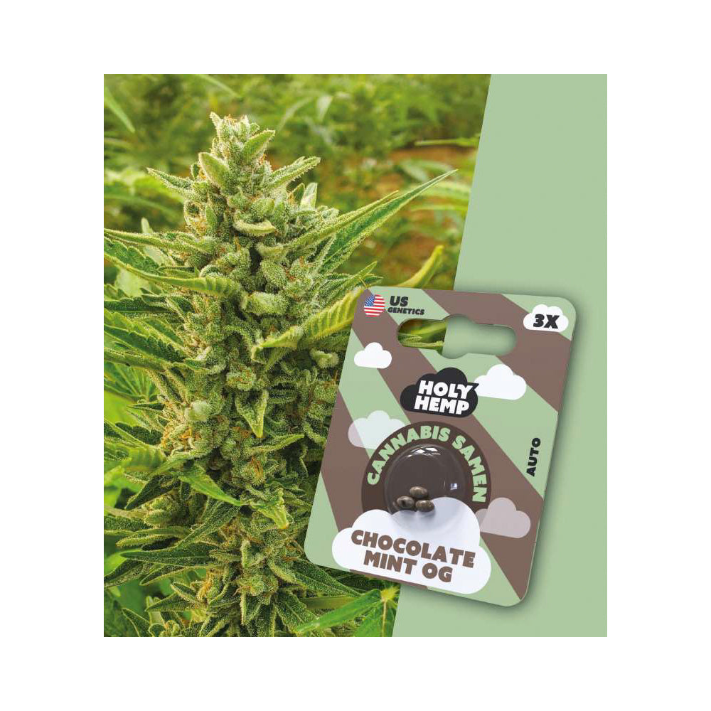 Chocolate Mint OG feminisierte Cannabissamen - Autoflowering