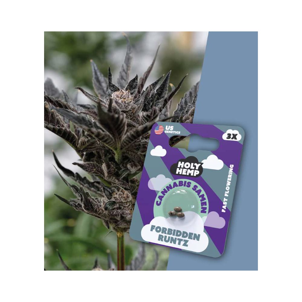 Forbidden Runtz feminisierte Cannabissamen - Fast-Flowering