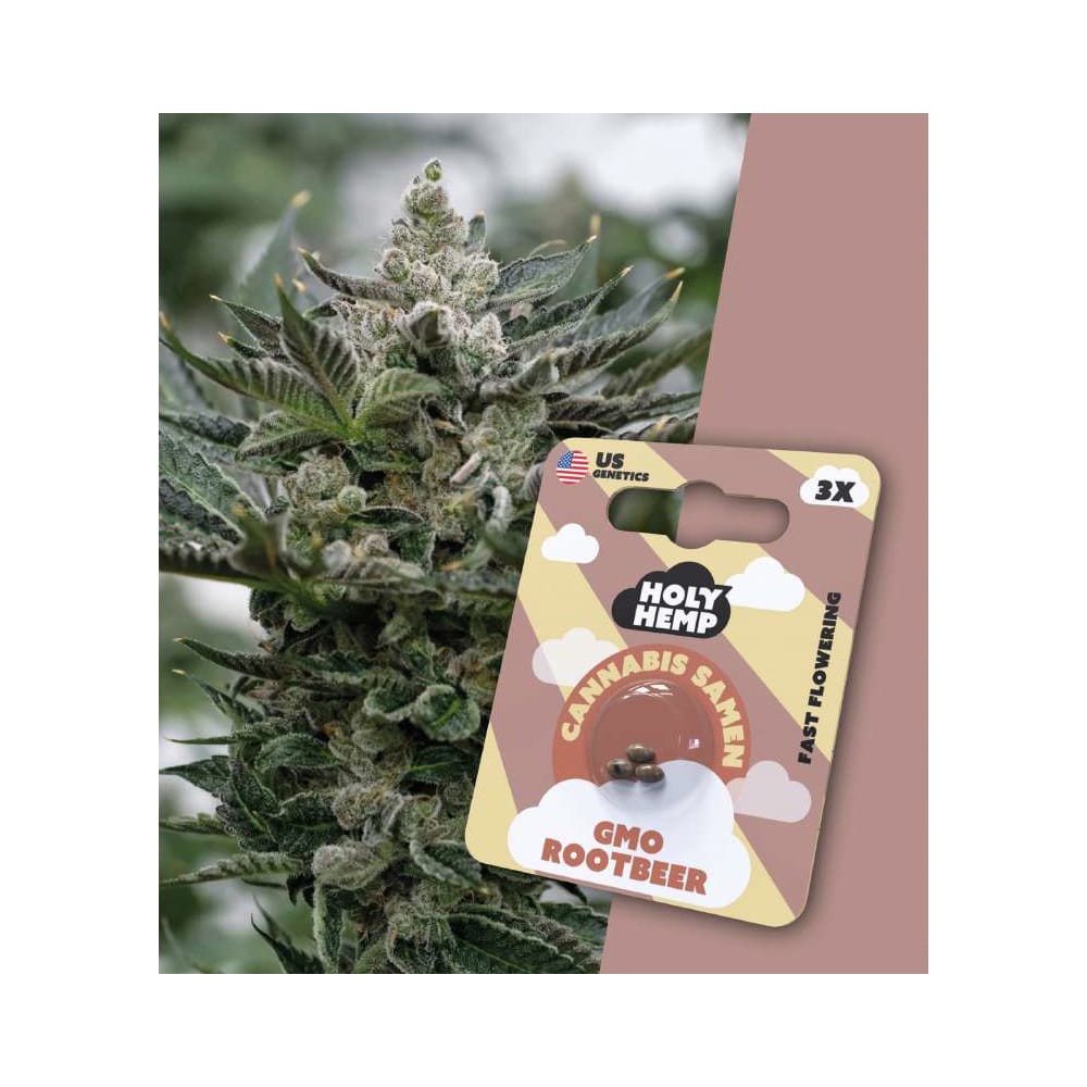 GMO Rootbeer feminisierte Cannabissamen - Fast-Flowering