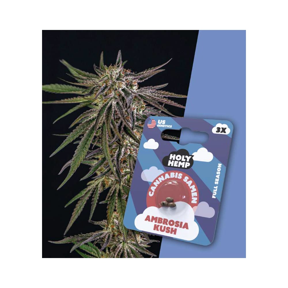 Ambrosia Kush feminisierte Cannabissamen - Full Season