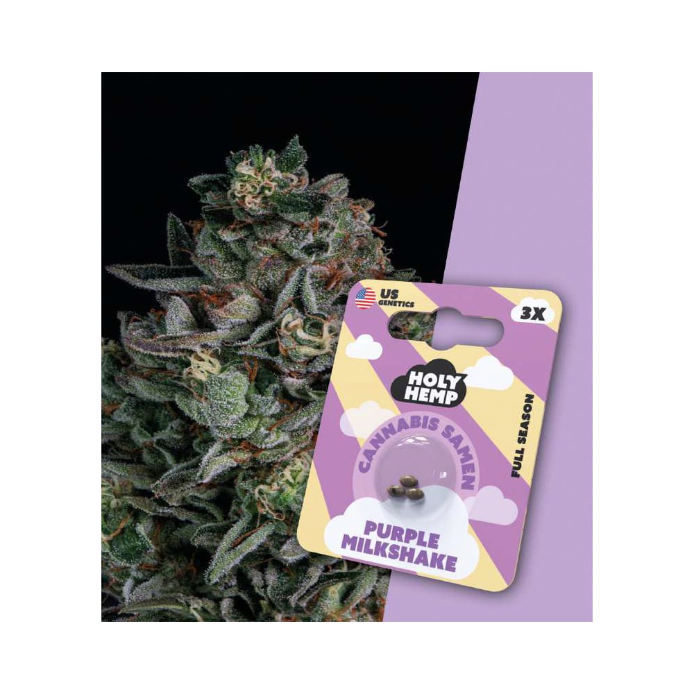 Purple Milkshake feminisierte Cannabissamen - Full Season
