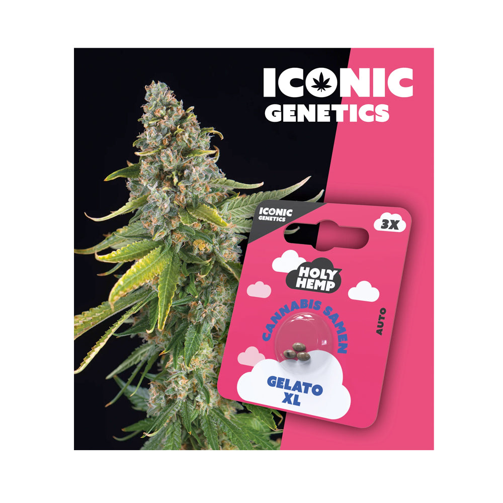 Gelato XL feminisierte Cannabissamen - Auto-Flowering