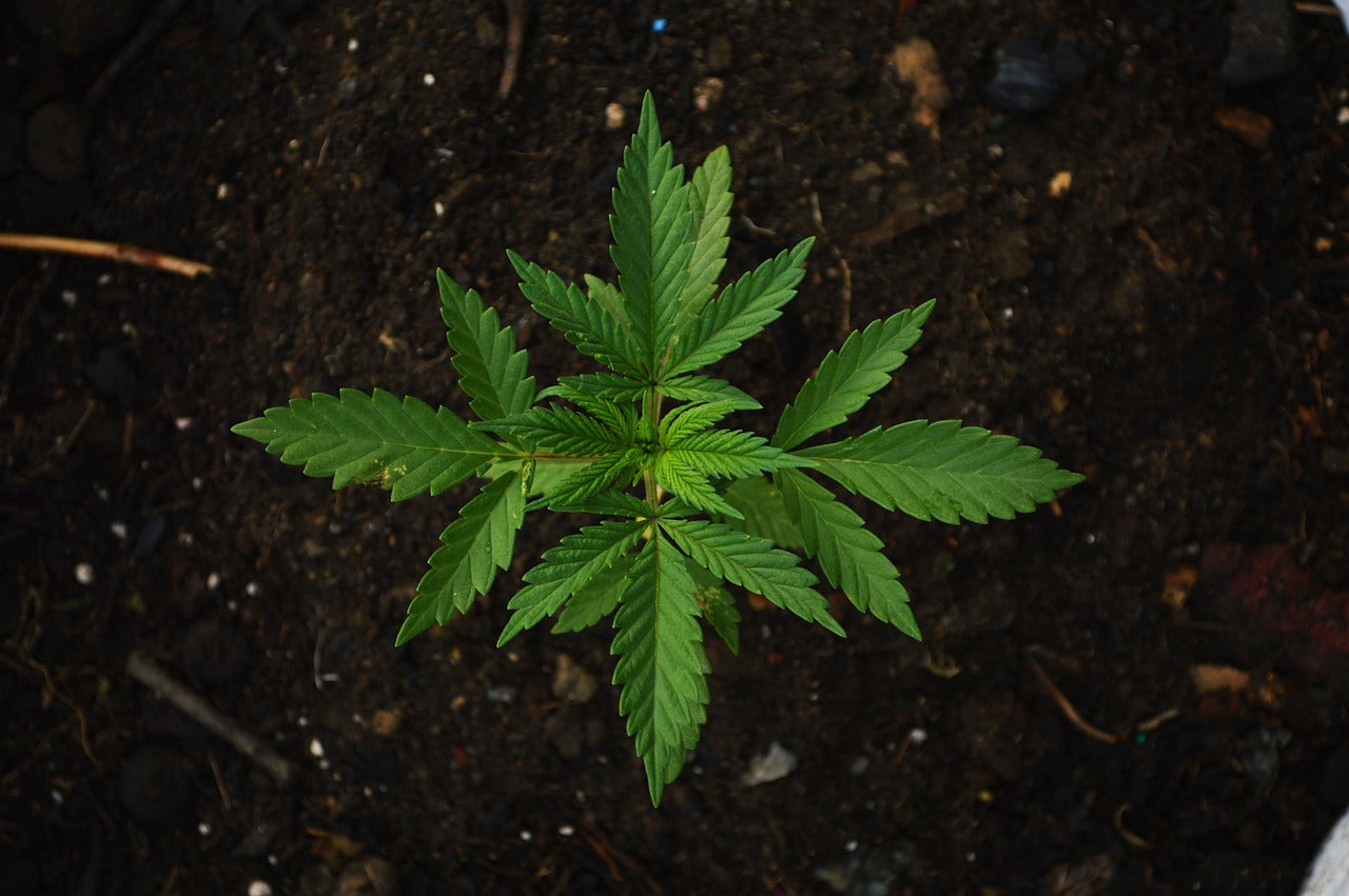 Cannabis Pflanze - Medijane