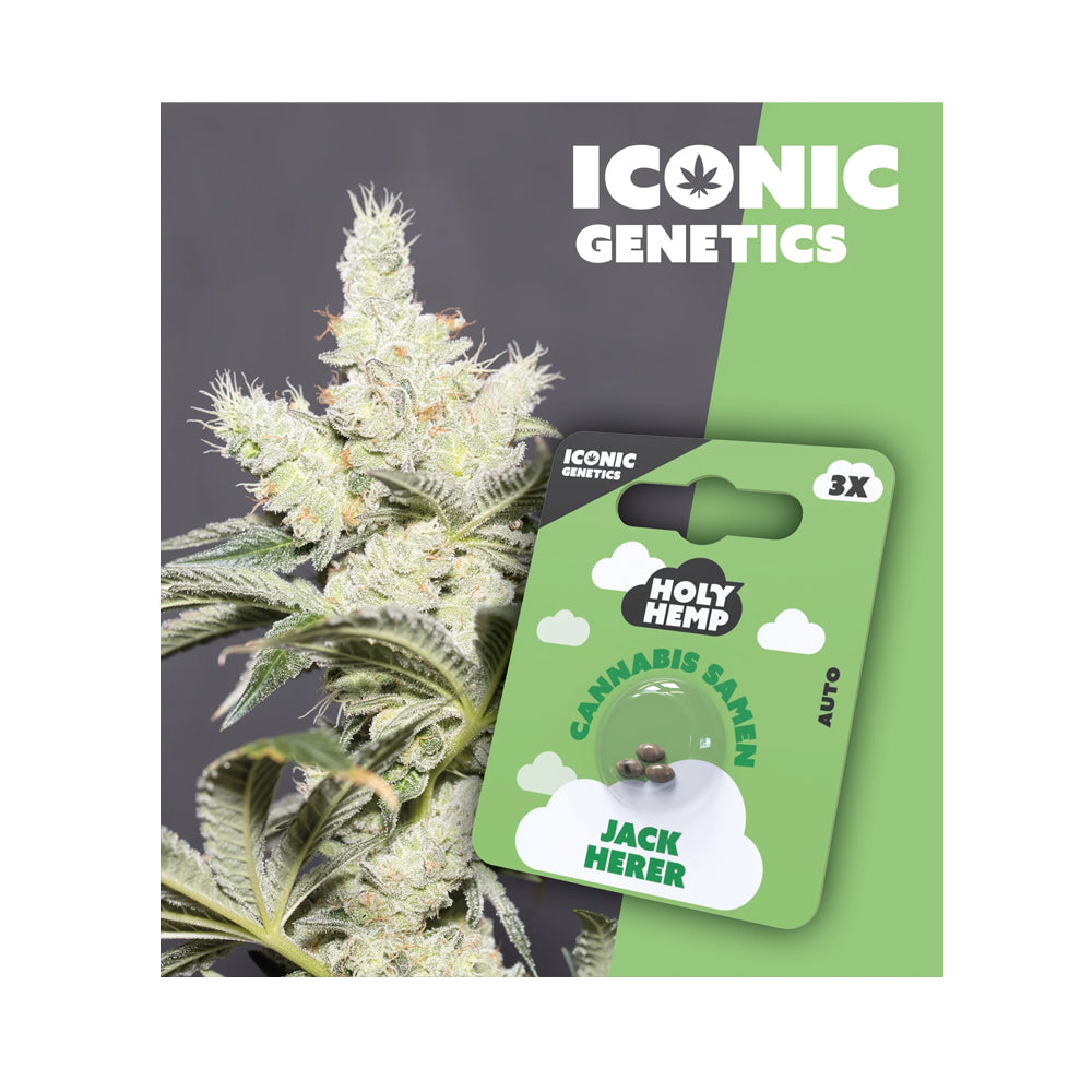 Jack Herer feminisierte Cannabissamen - Auto-Flowering