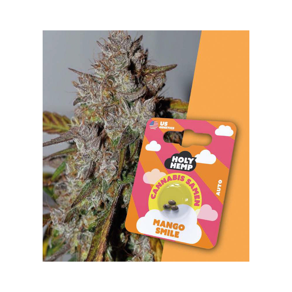Mango Smile Fast-Flowering THC Cannabis Samen
