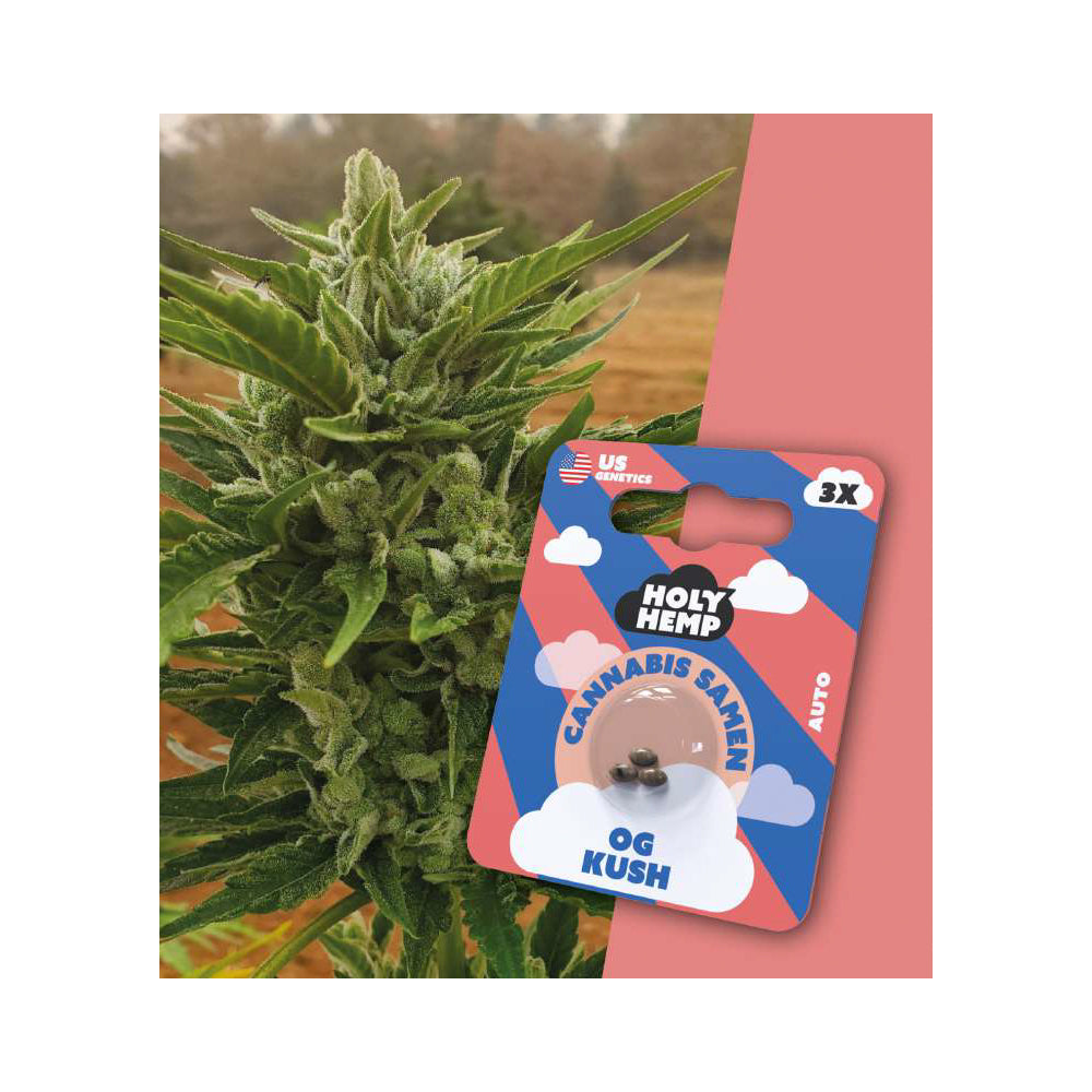 OG Kush feminisierte Cannabissamen - Fast-Flowering