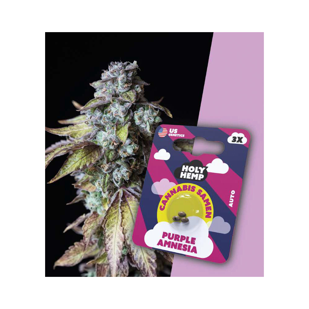 Purple Amnesia feminisierte Cannabissamen - Fast-Flowering