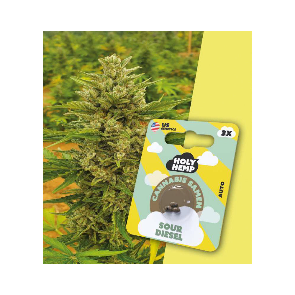 Cannabis Samen
