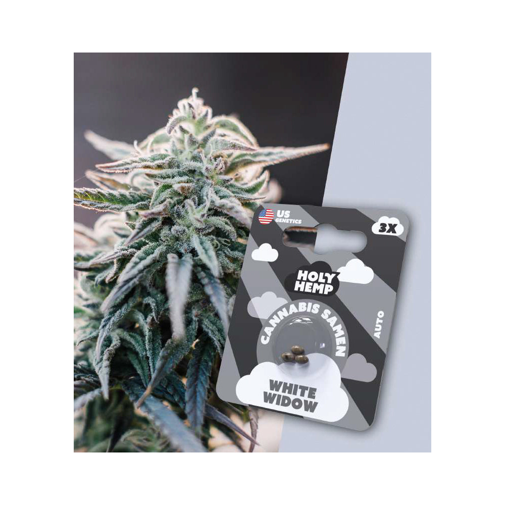 White Widow feminisierte Cannabissamen - Fast-Flowering