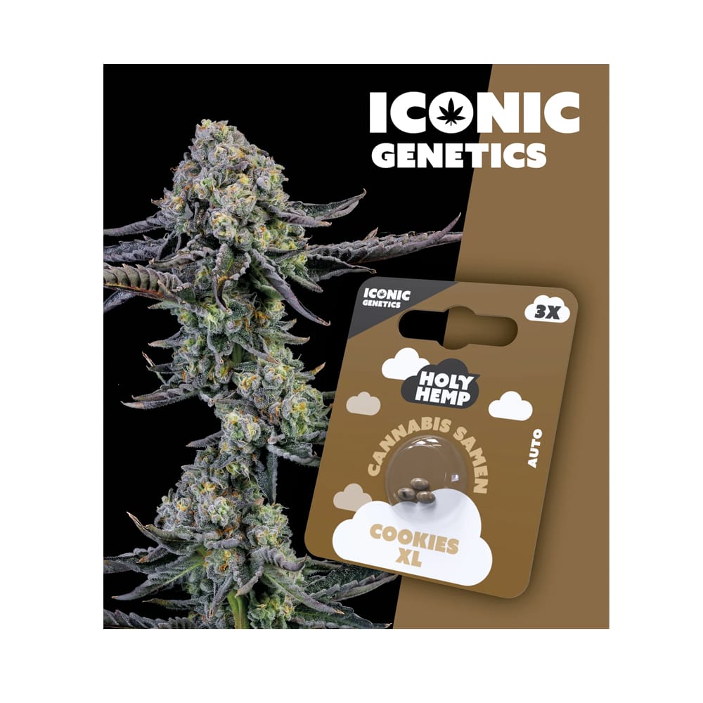 Cookies XL feminisierte Cannabissamen - Auto-Flowering