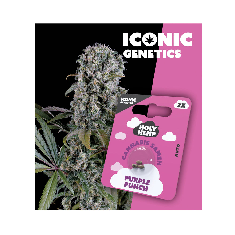 Purple Punch feminisierte Cannabissamen - Autoflowering